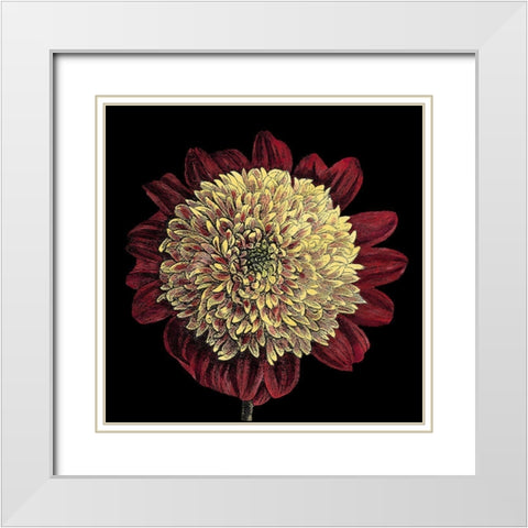 Dramatic Blooms II White Modern Wood Framed Art Print with Double Matting by Vision Studio