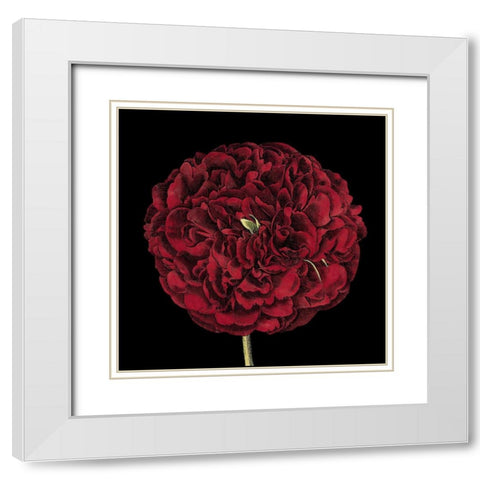 Dramatic Blooms III White Modern Wood Framed Art Print with Double Matting by Vision Studio