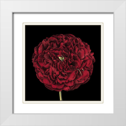 Dramatic Blooms III White Modern Wood Framed Art Print with Double Matting by Vision Studio