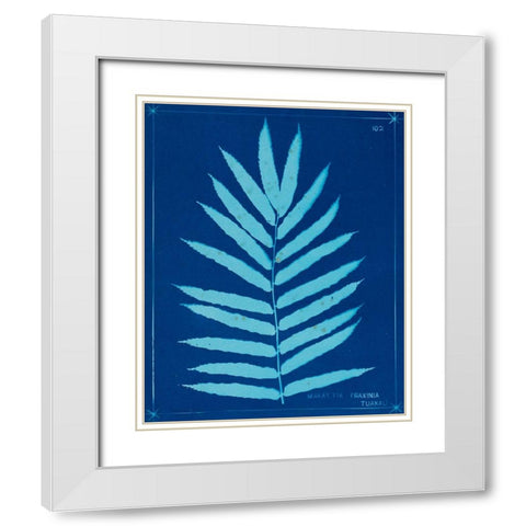 Cyanotype Ferns III White Modern Wood Framed Art Print with Double Matting by Unknown