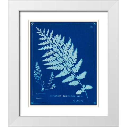 Cyanotype Ferns IV White Modern Wood Framed Art Print with Double Matting by Unknown