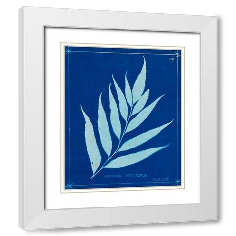 Cyanotype Ferns VII White Modern Wood Framed Art Print with Double Matting by Unknown