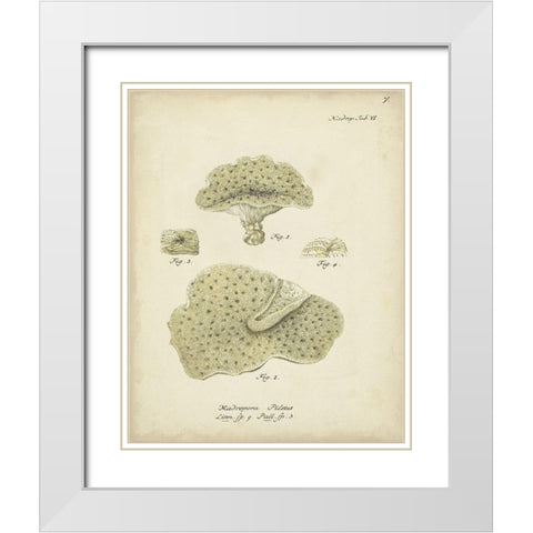 Ecru Coral I White Modern Wood Framed Art Print with Double Matting by Esper, Johann