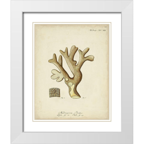 Ecru Coral II White Modern Wood Framed Art Print with Double Matting by Esper, Johann