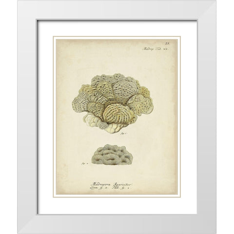 Ecru Coral V White Modern Wood Framed Art Print with Double Matting by Esper, Johann