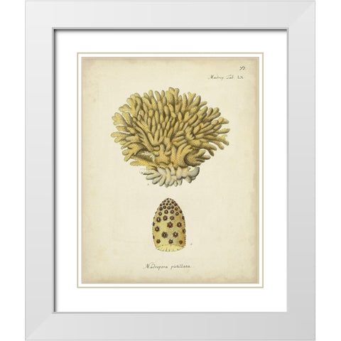 Ecru Coral VIII White Modern Wood Framed Art Print with Double Matting by Esper, Johann