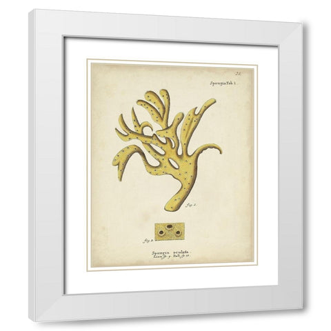 Ecru Coral XII White Modern Wood Framed Art Print with Double Matting by Esper, Johann