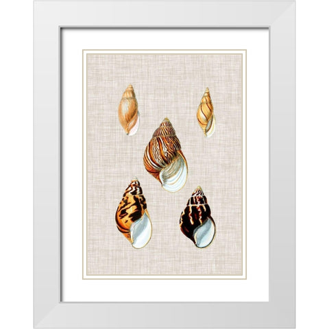 Antique Shells on Linen II White Modern Wood Framed Art Print with Double Matting by Vision Studio