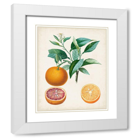 Orange de Malte White Modern Wood Framed Art Print with Double Matting by Poiteau, Pierre Antoine
