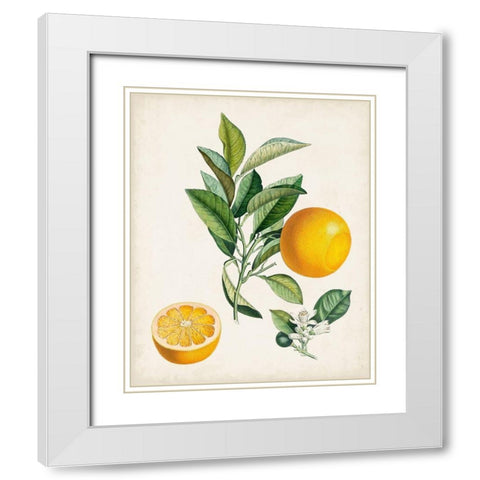 Bigarrade Couronnee White Modern Wood Framed Art Print with Double Matting by Poiteau, Pierre Antoine