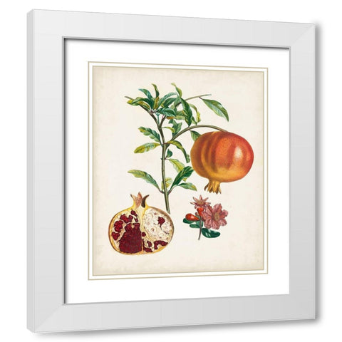 Grenadier a fruit doux White Modern Wood Framed Art Print with Double Matting by Poiteau, Pierre Antoine