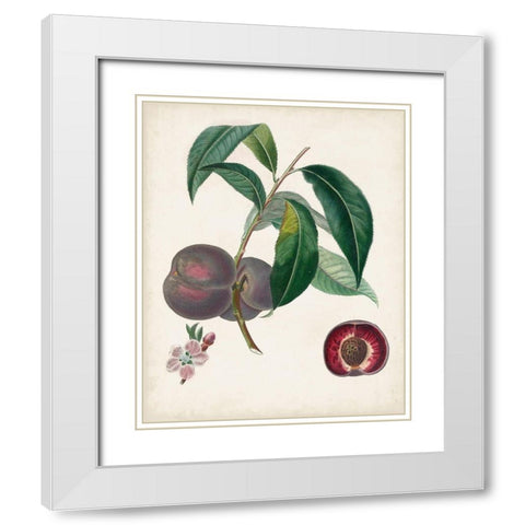 Peche Cardinale White Modern Wood Framed Art Print with Double Matting by Poiteau, Pierre Antoine