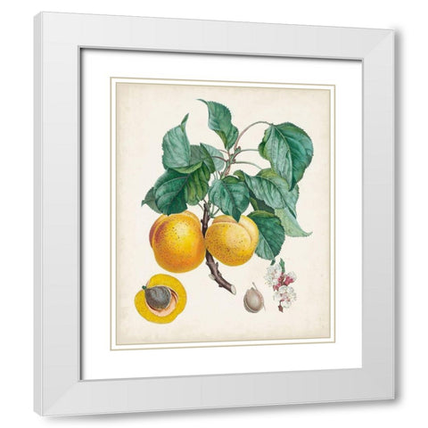 Abricot- Peche White Modern Wood Framed Art Print with Double Matting by Poiteau, Pierre Antoine