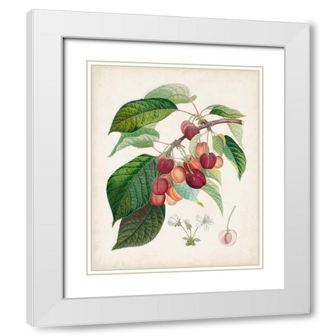 Bigarreau rouge White Modern Wood Framed Art Print with Double Matting by Poiteau, Pierre Antoine