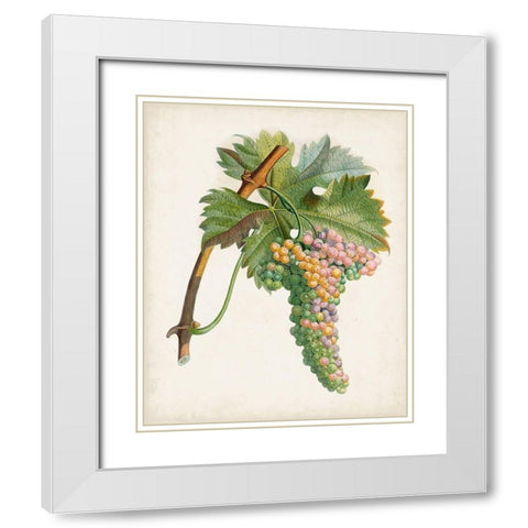 Raisin de Corunthe White Modern Wood Framed Art Print with Double Matting by Poiteau, Pierre Antoine