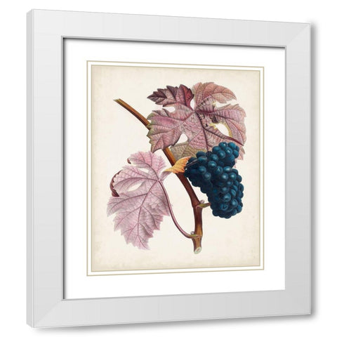 Raisin de Ceinlurier White Modern Wood Framed Art Print with Double Matting by Poiteau, Pierre Antoine