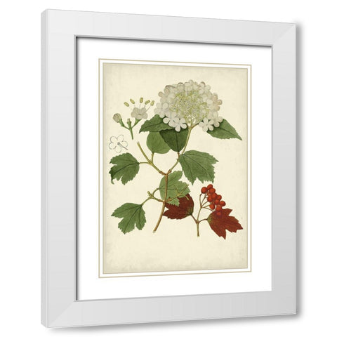 Flowering Viburnum I White Modern Wood Framed Art Print with Double Matting by Vision Studio