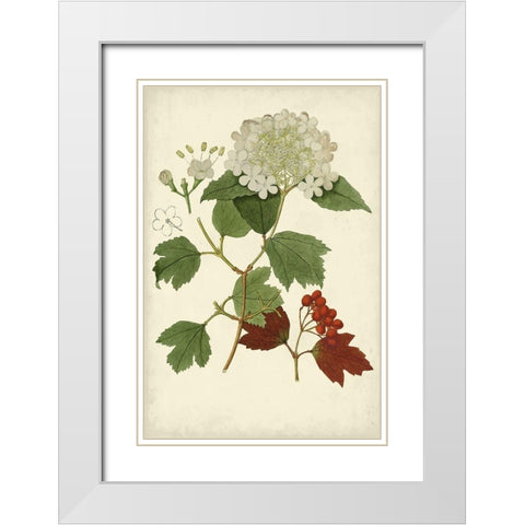 Flowering Viburnum I White Modern Wood Framed Art Print with Double Matting by Vision Studio