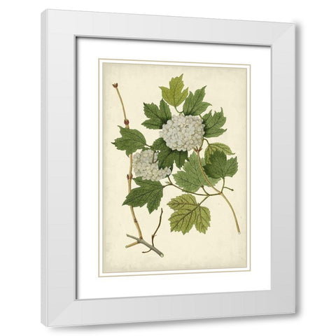 Flowering Viburnum II White Modern Wood Framed Art Print with Double Matting by Vision Studio