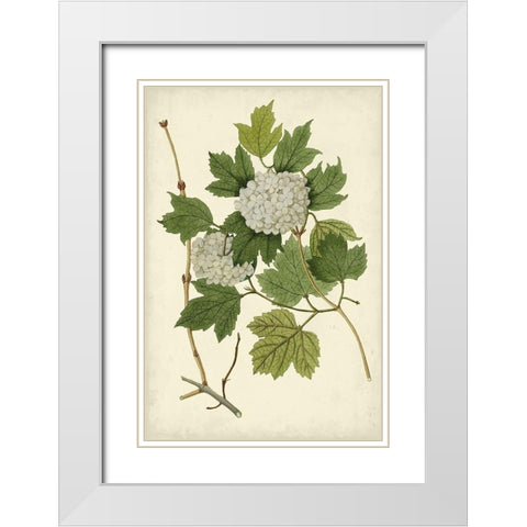 Flowering Viburnum II White Modern Wood Framed Art Print with Double Matting by Vision Studio