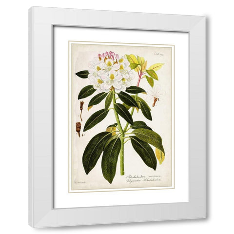 Vintage Rhododendron I White Modern Wood Framed Art Print with Double Matting by Vision Studio