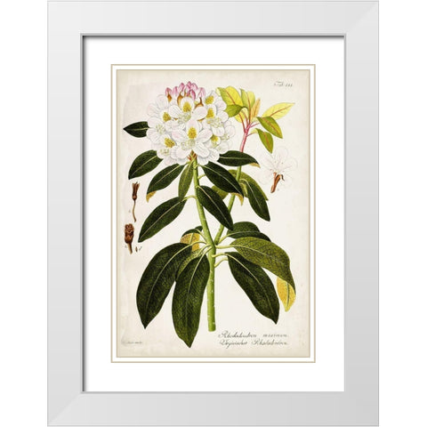 Vintage Rhododendron I White Modern Wood Framed Art Print with Double Matting by Vision Studio