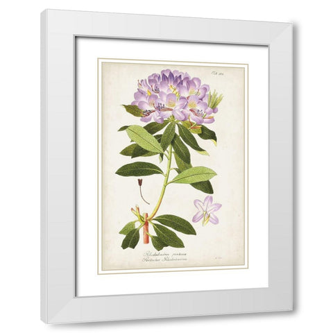 Vintage Rhododendron II White Modern Wood Framed Art Print with Double Matting by Vision Studio