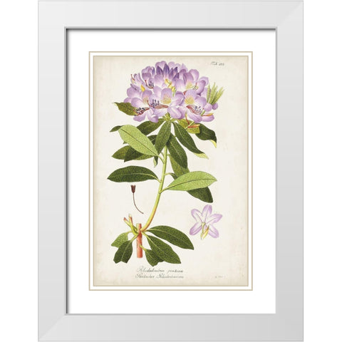 Vintage Rhododendron II White Modern Wood Framed Art Print with Double Matting by Vision Studio