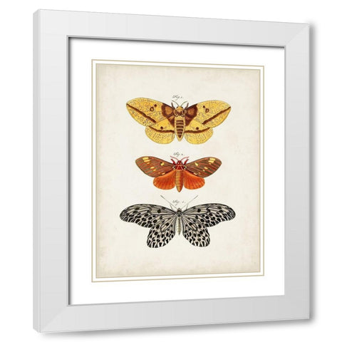 Vintage Butterflies IV White Modern Wood Framed Art Print with Double Matting by Vision Studio