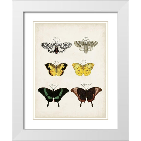 Vintage Butterflies VI White Modern Wood Framed Art Print with Double Matting by Vision Studio