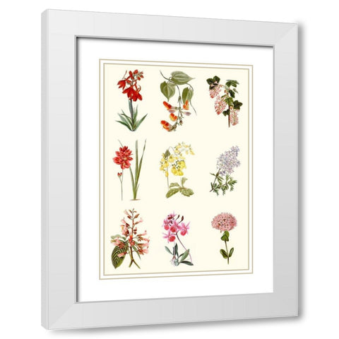 Botanical Array Chart White Modern Wood Framed Art Print with Double Matting by Vision Studio