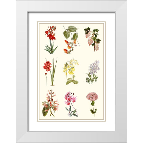 Botanical Array Chart White Modern Wood Framed Art Print with Double Matting by Vision Studio