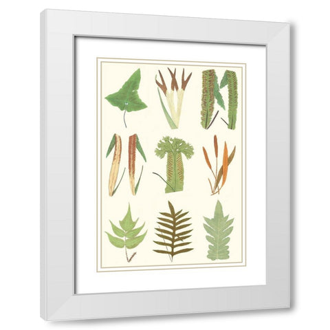 Antique Fern Chart White Modern Wood Framed Art Print with Double Matting by Vision Studio