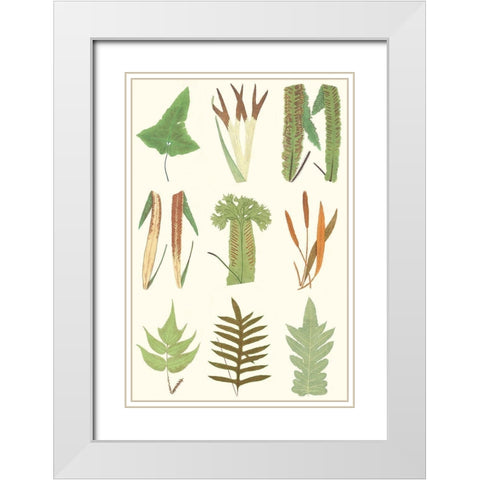 Antique Fern Chart White Modern Wood Framed Art Print with Double Matting by Vision Studio