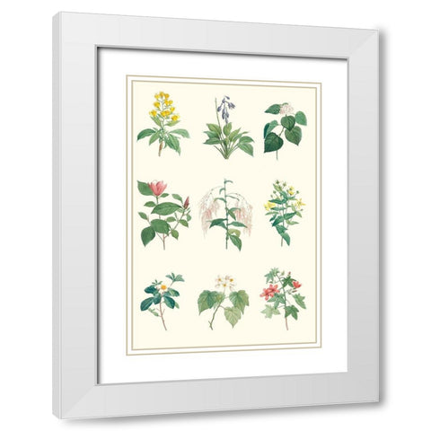 Soft Botanical Chart White Modern Wood Framed Art Print with Double Matting by Vision Studio