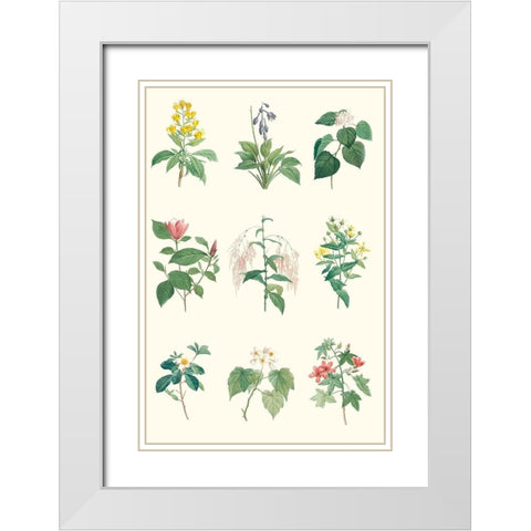 Soft Botanical Chart White Modern Wood Framed Art Print with Double Matting by Vision Studio