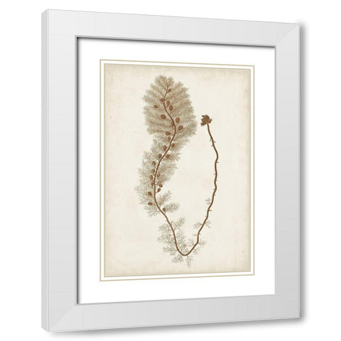 Sepia Seaweed III White Modern Wood Framed Art Print with Double Matting by Vision Studio