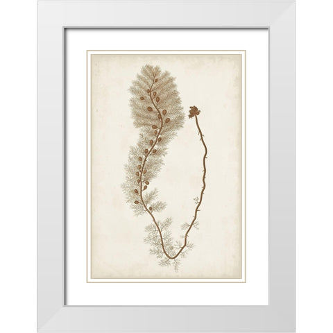 Sepia Seaweed III White Modern Wood Framed Art Print with Double Matting by Vision Studio