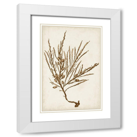 Sepia Seaweed V White Modern Wood Framed Art Print with Double Matting by Vision Studio