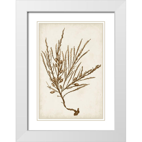 Sepia Seaweed V White Modern Wood Framed Art Print with Double Matting by Vision Studio