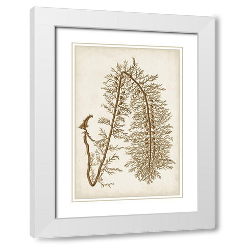 Sepia Seaweed VI White Modern Wood Framed Art Print with Double Matting by Vision Studio