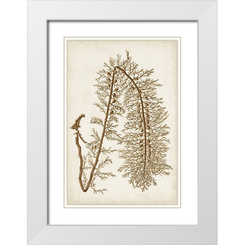 Sepia Seaweed VI White Modern Wood Framed Art Print with Double Matting by Vision Studio