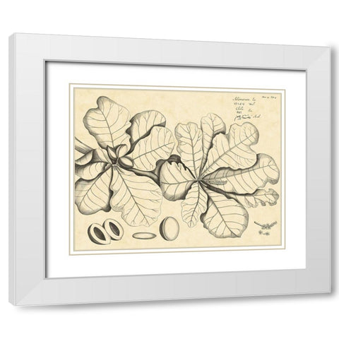 Vintage Leaf Study I White Modern Wood Framed Art Print with Double Matting by Von Drakenstein, H.