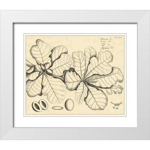 Vintage Leaf Study I White Modern Wood Framed Art Print with Double Matting by Von Drakenstein, H.