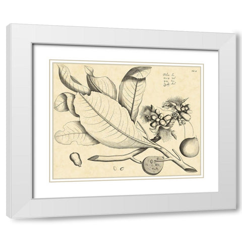 Vintage Leaf Study II White Modern Wood Framed Art Print with Double Matting by Von Drakenstein, H.