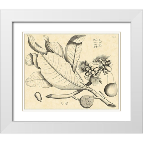 Vintage Leaf Study II White Modern Wood Framed Art Print with Double Matting by Von Drakenstein, H.