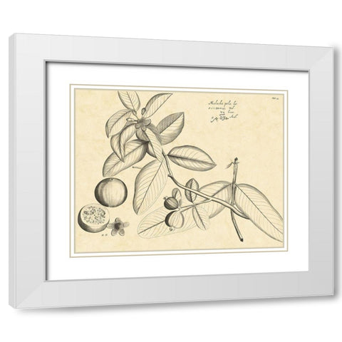 Vintage Leaf Study III White Modern Wood Framed Art Print with Double Matting by Von Drakenstein, H.