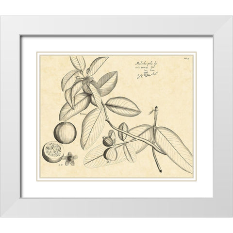 Vintage Leaf Study III White Modern Wood Framed Art Print with Double Matting by Von Drakenstein, H.