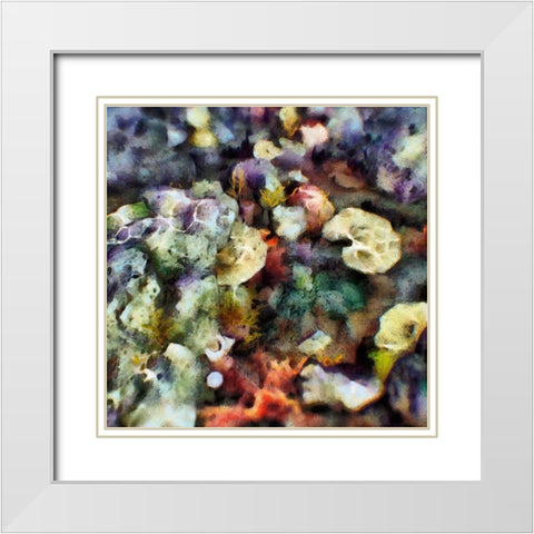 Sea Life II White Modern Wood Framed Art Print with Double Matting by Saunders, Alonzo