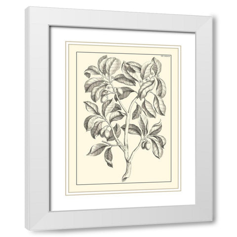 Non-Embellished Antique Foliage I White Modern Wood Framed Art Print with Double Matting by Buchoz, Pierre Josep